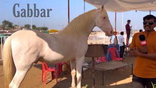 Stallion Gabbar at Sarangkheda Horse Fair 2023 [upl. by Nishom]