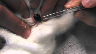 Botfly larvae Cuterebra being removed from bunny [upl. by Ellehsad]