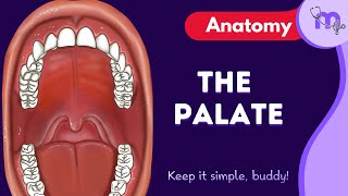 Palate  Blood amp Nerve supply  Functions  Cleft palate  Causes  Effects  Management  Anatomy [upl. by Natrav394]