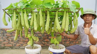 The Secret To Growing Luffa In Containers To Produce Lots Of Fruit Is Revealed [upl. by Watson937]