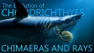 Evolution of Chimaeras and rays [upl. by Aelak]