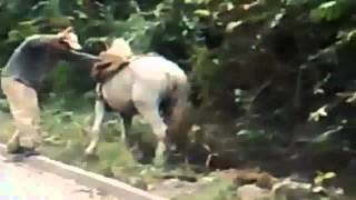 Borracho quiere subir a Caballo Vídeo Gracioso [upl. by Odnanreh]