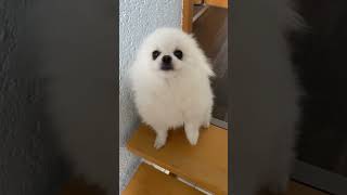 Pomeranian is so happy to see if owner return home [upl. by Asoj]