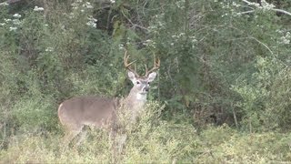 Rattling In Some Rutting Bucks [upl. by Ettinger]