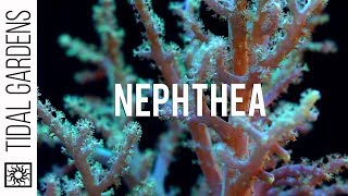 Neon Green Nephthya Leather Coral Propagation [upl. by Happ601]