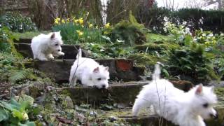 Puppy Playtime  Westie pups have fun in the garden [upl. by Wellesley]