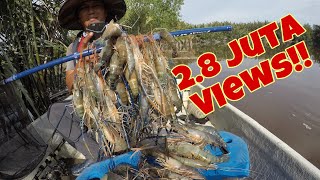 DISERANG UDANG GALAH SUNGAI TENGI  Giant river prawn fishing [upl. by Tenney]