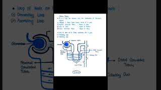 urinary system Physiology Of Urine Formation RAS B pharm HAP2 [upl. by Bastian]