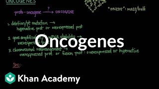 Oncogenes  Biomolecules  MCAT  Khan Academy [upl. by Aknayirp]