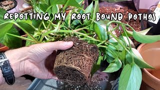 REPOTTING MY ROOT BOUND POTHOS  Combining Two Plants [upl. by Attey568]