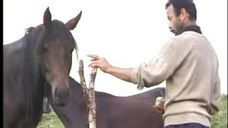 Kabardian horses Catherine Michelet in KabardinoBalkaria [upl. by Rugen]