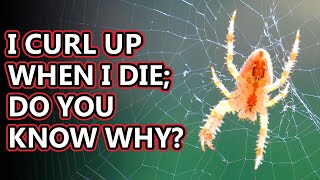 Spider facts what is a spider  Animal Fact Files [upl. by Martelle]