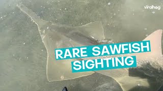 Rare Sawfish Sighted  ViralHog [upl. by Eerej]