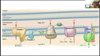 Oxidative Phosporylation 1 [upl. by Alexia]