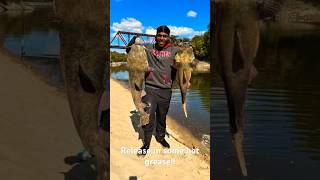 Why you must give Fish a quality release fish catfish life fishing catchingfish river love [upl. by Forelli37]