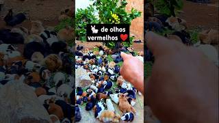 🐇 de 👀❤️ alegriapet animals rabbit humor petsengracados amiguinhospet comedia [upl. by Tattan]