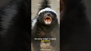 Honey Badger  The Bravest Animal In The World [upl. by Melisent]