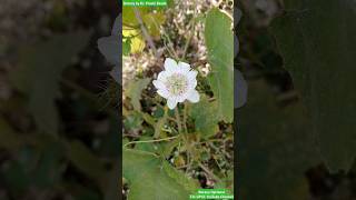 Passiflora foetida Plant  Passifloraceae Family passionflower flowerbeauty flower [upl. by Garrick]