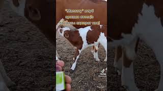 Treatment of diarrhea in calves [upl. by Ahsined]