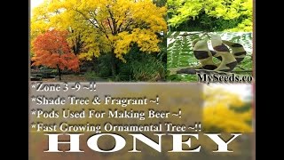 Thornless Honeylocust Tree Seed  Gleditsia triacanthos Tree Seeds on wwwMySeedsCo [upl. by Eelsha]