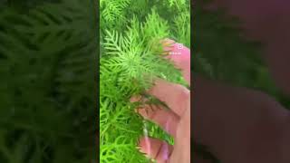 Hottonia palustris aquarium plant aquarium aquariumplant aquascaping aquascape plantedaquarium [upl. by Range]