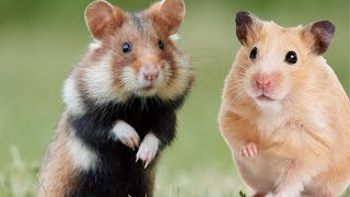 real sound effects of hamster hamster sound make come to you [upl. by Akcired]