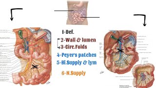 Anatomy of the small intestine  jejunum amp ileum [upl. by Nananne]