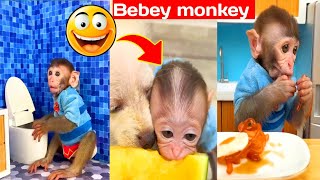 Monkey baby bon bon oes to the toilet and play with duck in swimming pool kids videos [upl. by Eikcuhc]