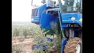 Arbequina olive Harvest [upl. by Enelez]