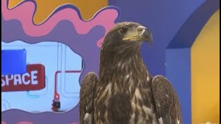 Finigan the Bald Eagle Visits TVOKids [upl. by Enomaj963]