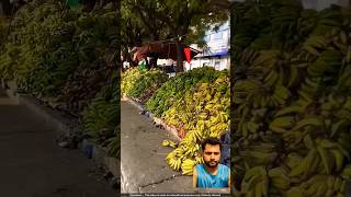 दुनियां का सबसे बड़ा केला बाजार 😨 banana​ market amazingfacts viral shorts fruit amazing [upl. by Feliks]