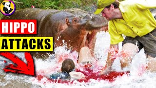 Hippo Rampage Unseen Footage of the Most Dangerous Animal Attacks [upl. by Nets]