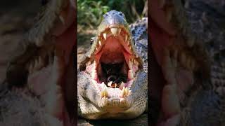 Crocodile hires new dental cleaning team  shortvideo wildlife ai chicken crocodile cute [upl. by Haduhey]