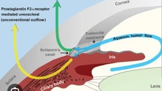 Aqueous humor production circulation and drainage [upl. by Herzen]