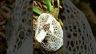 Mushroom BLOOM Timelapse Bamboo Mushroom blooming Phallus Indusiatus  MOODY BLOOMS shorts [upl. by Hait565]