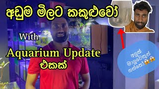 Free හම්බුන යෝධ මාලුවා 🥰  පාට පාට කකුළුවෝ මෙච්චර අඩුවට 😱  Aquarium Tour එකක් [upl. by Havener]