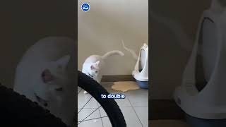 Cat gets spooked by its own stink 😷 💩 [upl. by Kylander]