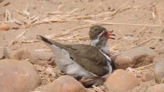 Threebanded plover nesting Mana Pools National Park Zimbabwe [upl. by Trahurn]