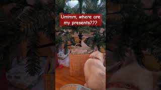 Presents for Andromache catadventures cat christmaspresents christmastree [upl. by Alyse]