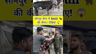 सोनपुर मेला में bulls की कीमत सुनकर हैरान हो जायेंगे 😱  Sonpur Mela 2024 bull viralvideo short [upl. by Yelreveb]