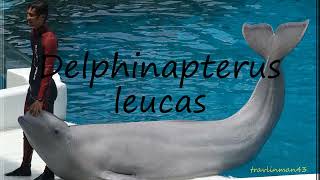 How to pronounce Delphinapterus leucas in English [upl. by Ellene837]