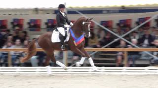 wwwreitschulesandbrinkde DAKTYLIUS Championatssieger 3 j Hengste Rastede Dressage [upl. by Ariahaj]