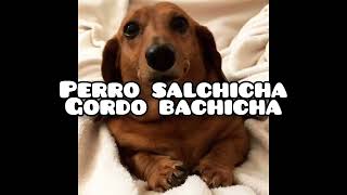 Perro salchicha gordo bachicha  canción meme tiktok [upl. by Susana]