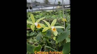 Cattleta forbesii [upl. by Harberd]