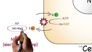 Resting Membrane Potential [upl. by Astrid]