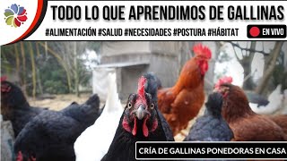 🐔 Antes de CRIAR GALLINAS PONEDORAS en CASA mira este Video [upl. by Nnoved609]