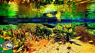 Natural Aquariums  Using Nature as much as possible Live Stream [upl. by Brie]