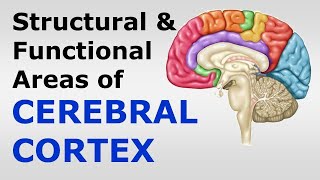 Chp08 Structure amp Functional Localization of Cerebral Cortex  Snells NeuroAnatomy [upl. by Meras]