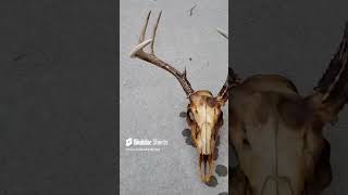 My First European Mount hunting deerhunting whitetaildeer taxidermy [upl. by Justicz]