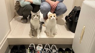 実家から帰ろうとしたら両親が猫たちを離してくれなくてまさかの展開になりました… [upl. by Lainahtan459]